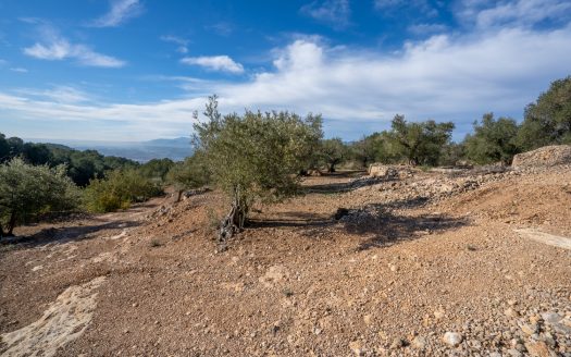 Olive trees and terraces (160)