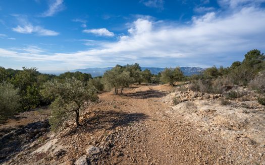 Olive trees and terraces (160)