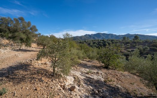 Olive trees and terraces (160)