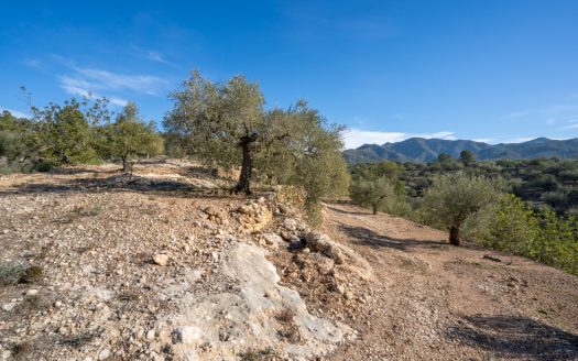 Olive trees and terraces (160)