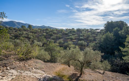 Olive trees and terraces (160)