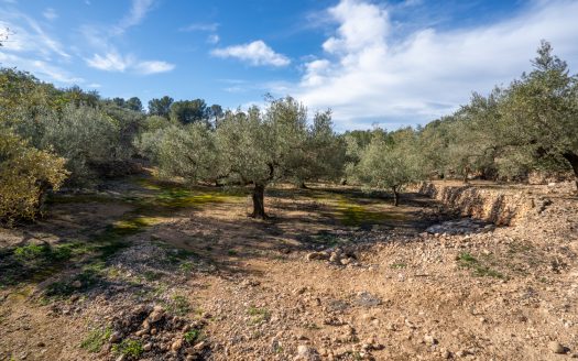 Olive trees and terraces (160)