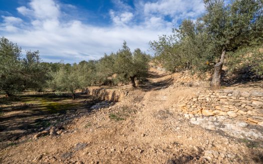 Olive trees and terraces (160)