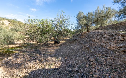 Olive trees and terraces (160)