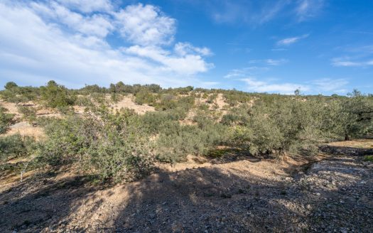 Olive trees and terraces (160)
