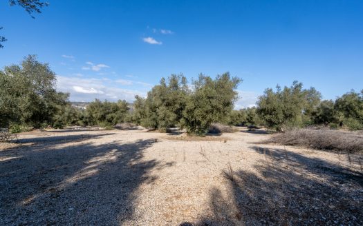 Huge olive trees (167)