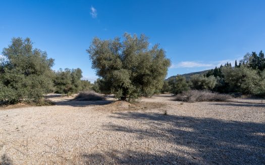 Huge olive trees (167)