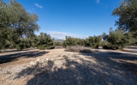 Huge olive trees (167)