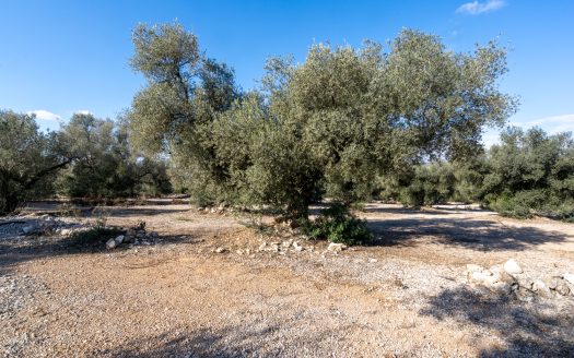 Huge olive trees (167)