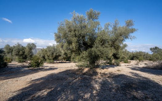 Huge olive trees (167)