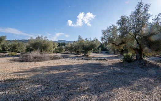 Huge olive trees (167)