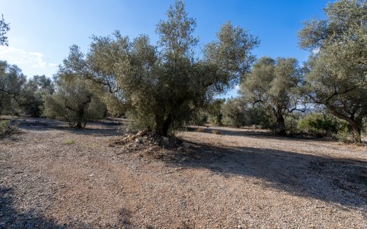 Huge olive trees (167)
