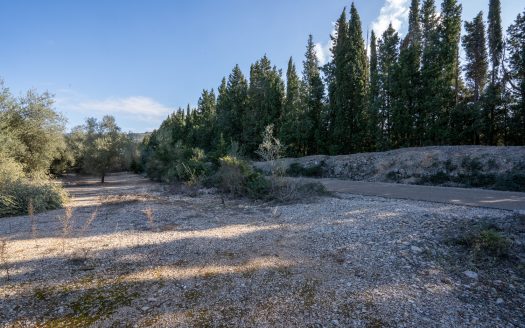 Huge olive trees (167)