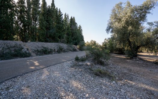 Huge olive trees (167)