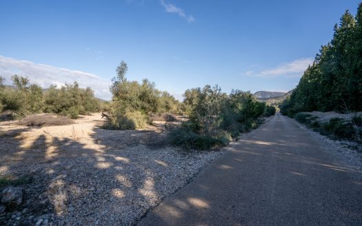Huge olive trees (167)