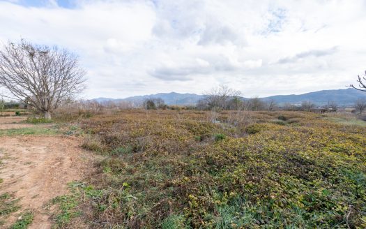 Small plot with irrigation water (168)