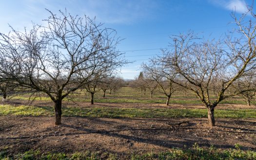 Full production almond business (173)