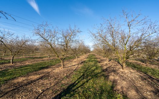 Full production almond business (173)