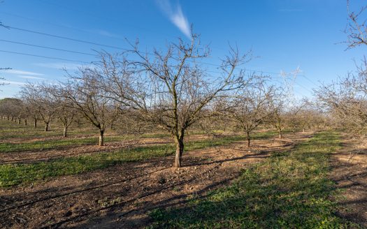 Full production almond business (173)