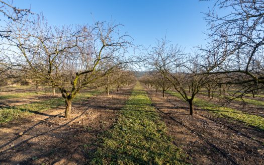 Full production almond business (173)