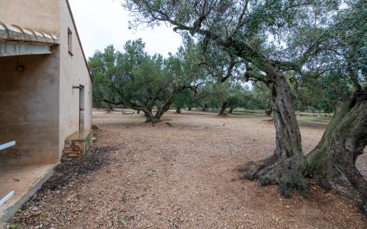 Finca amb encant (185)