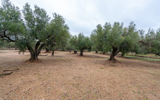 Finca amb encant (185)