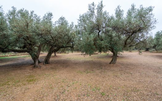 Finca amb encant (185)