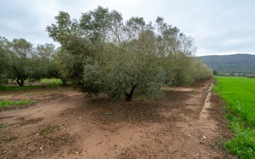 Arbequina variety (203)