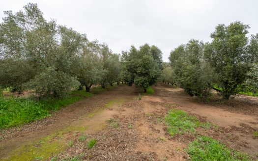 Arbequina variety (203)