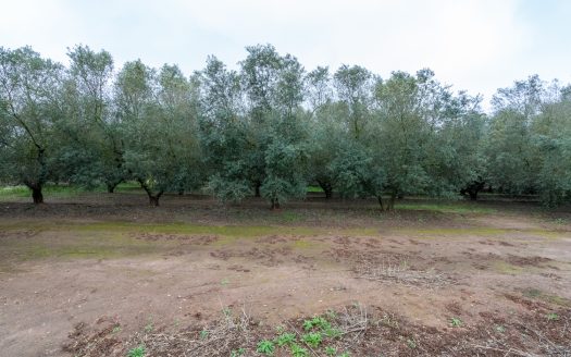 Arbequina variety (203)