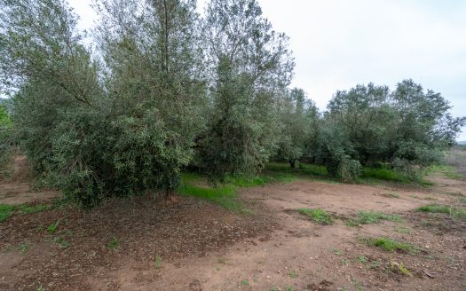 Arbequina variety (203)