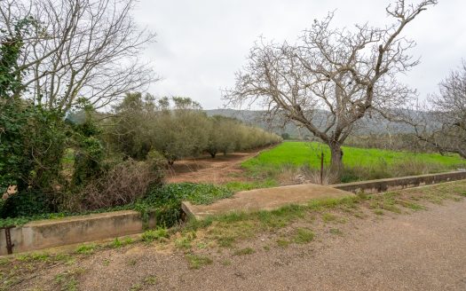 Arbequina variety (203)