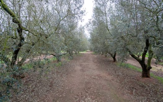 Arbequina variety (203)