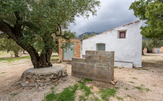 Finca d’oliveres amb aigua de reg (205)