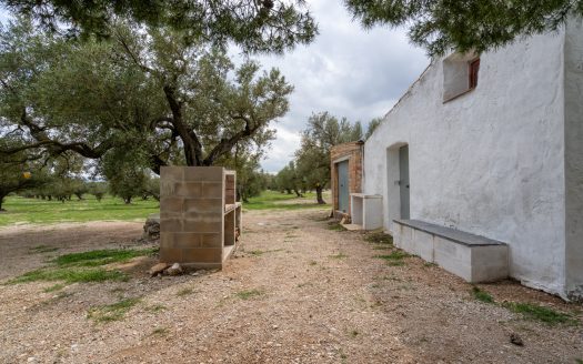 Finca d’oliveres amb aigua de reg (205)