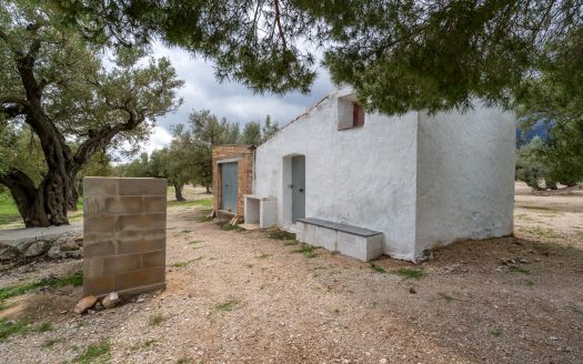 Finca d’oliveres amb aigua de reg (205)