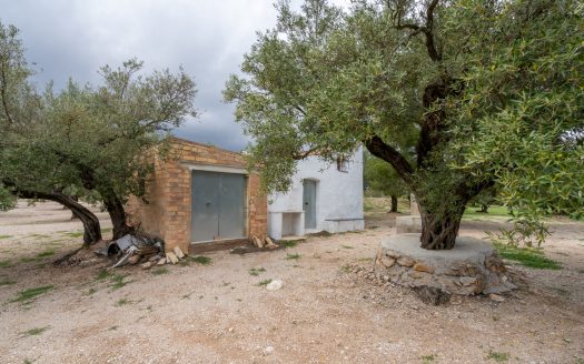 Finca d’oliveres amb aigua de reg (205)