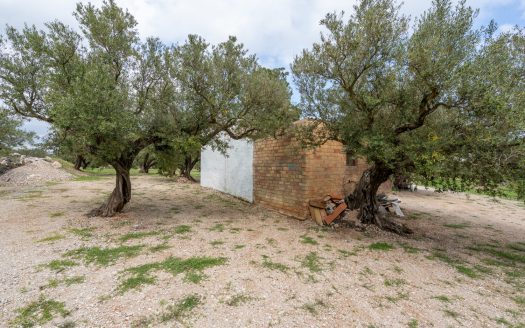 Finca d’oliveres amb aigua de reg (205)