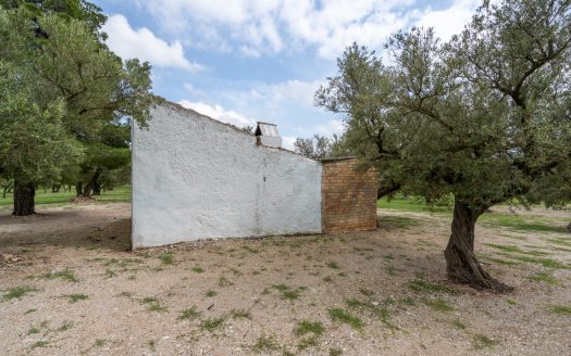 Finca d’oliveres amb aigua de reg (205)
