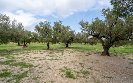 Finca d’oliveres amb aigua de reg (205)