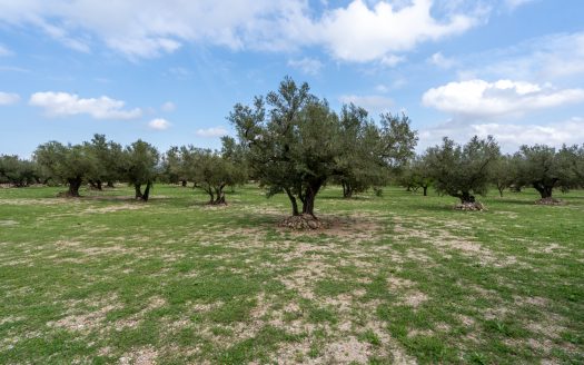 Finca d’oliveres amb aigua de reg (205)