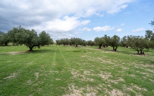 Finca d’oliveres amb aigua de reg (205)