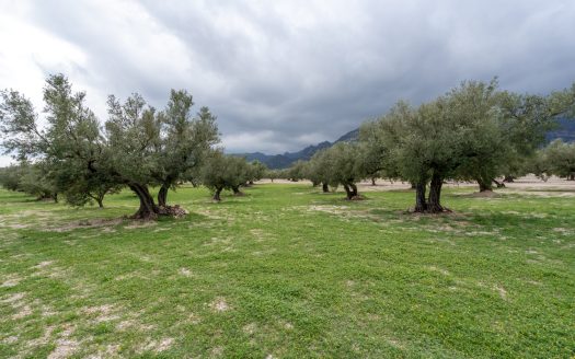 Finca d’oliveres amb aigua de reg (205)
