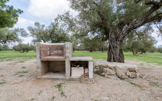 Finca d’oliveres amb aigua de reg (205)