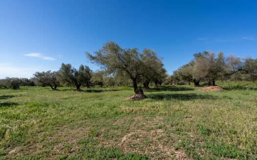 Molta imaginació (207)