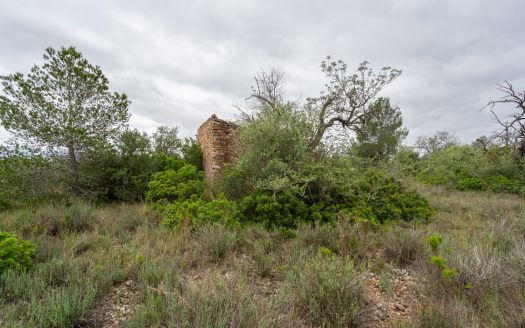 Vegetació autòctona (211)
