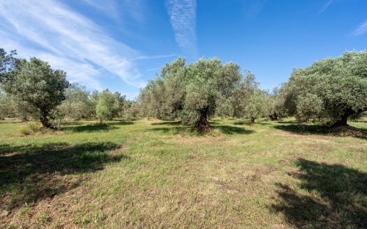 A large property (215)