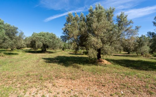 A large property (215)