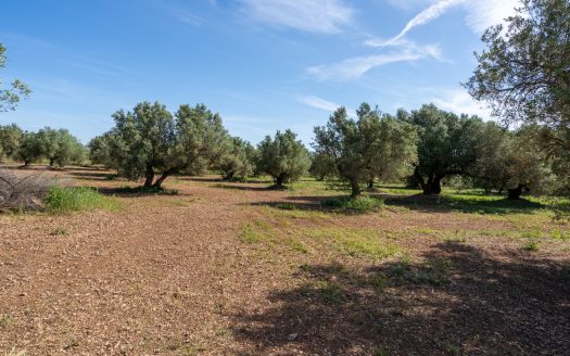 A large property (215)