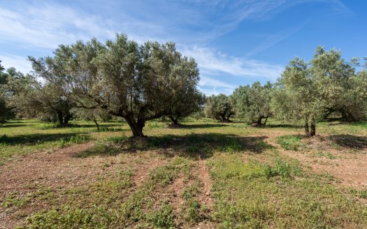 A large property (215)